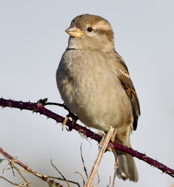 Полевой Воробей (passer montanus)