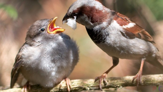 Воробей домовый passer domesticus