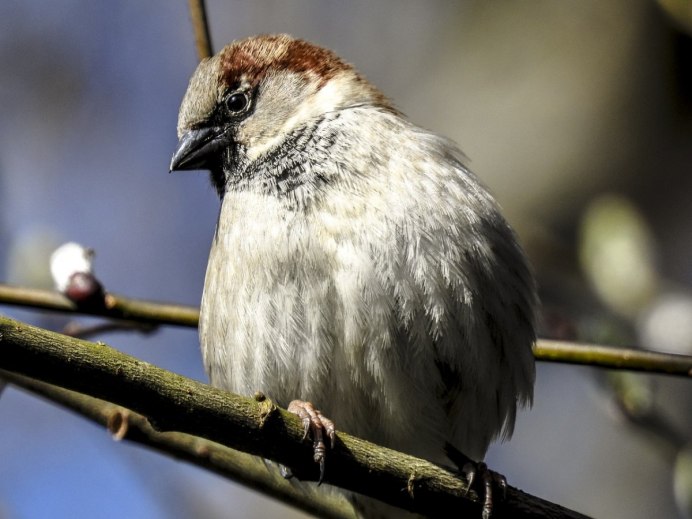 Sparrow mating