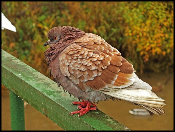 Dove голубь