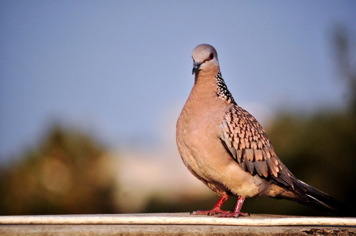 Dove голубь
