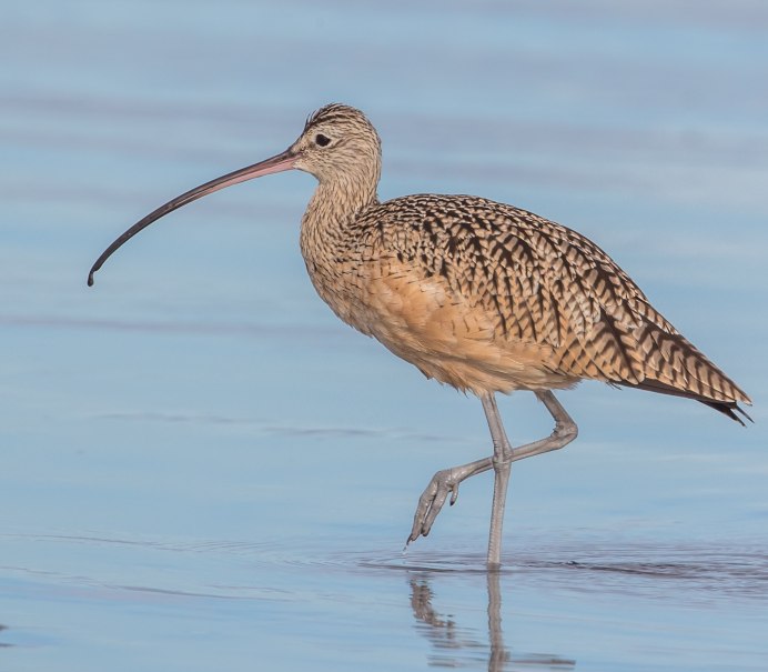 Тонкоклювый кроншнеп