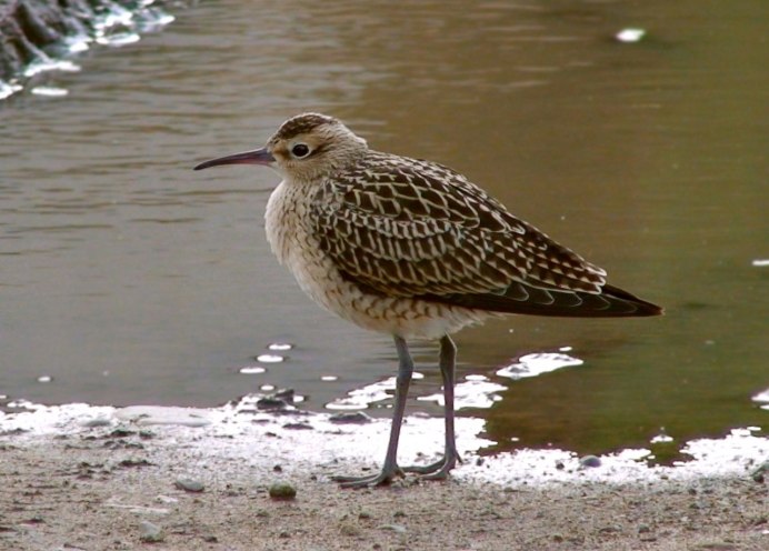 Сибирский кроншнеп-Малютка