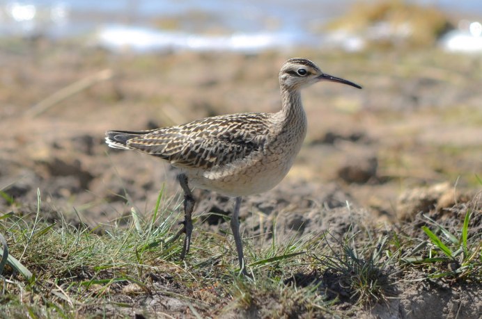 Тонкоклювый кроншнеп