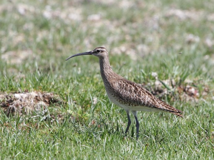 Сибирский кроншнеп-Малютка