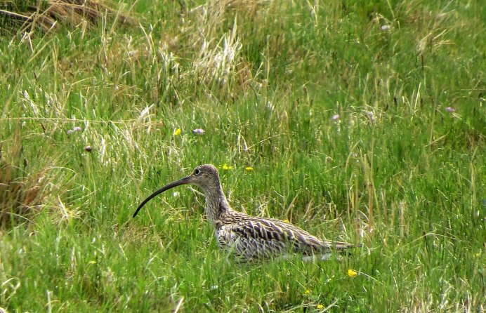 Длинноклювый кроншнеп