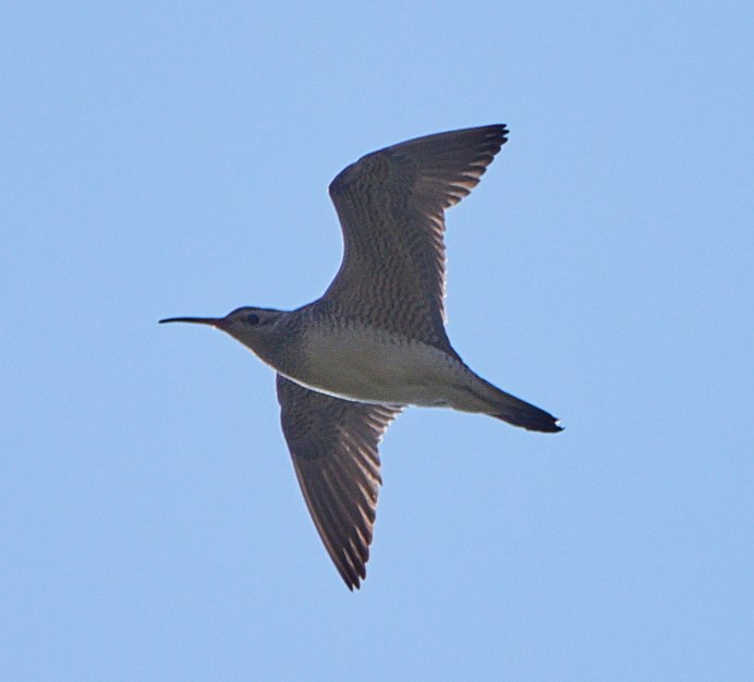Птица кроншнеп звук