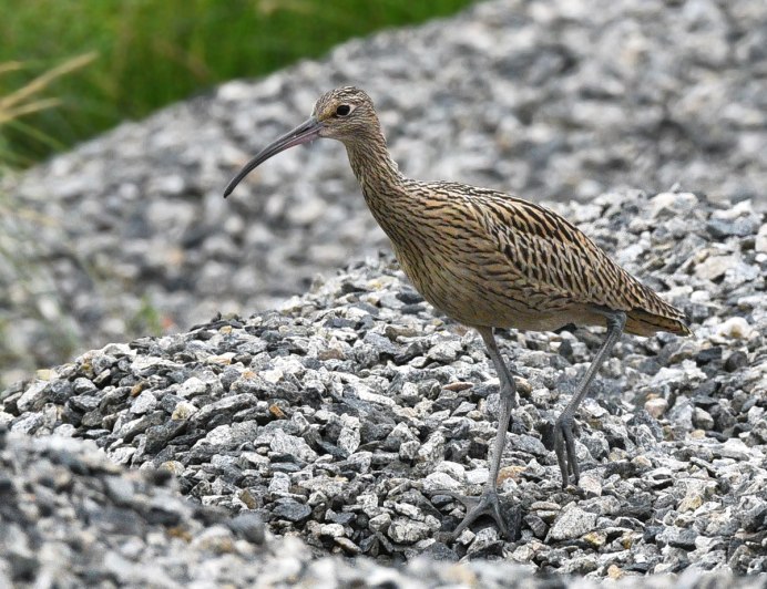 Большой кроншнеп - Numenius Arquata