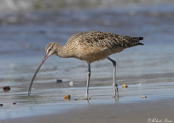 Средний кроншнеп птица