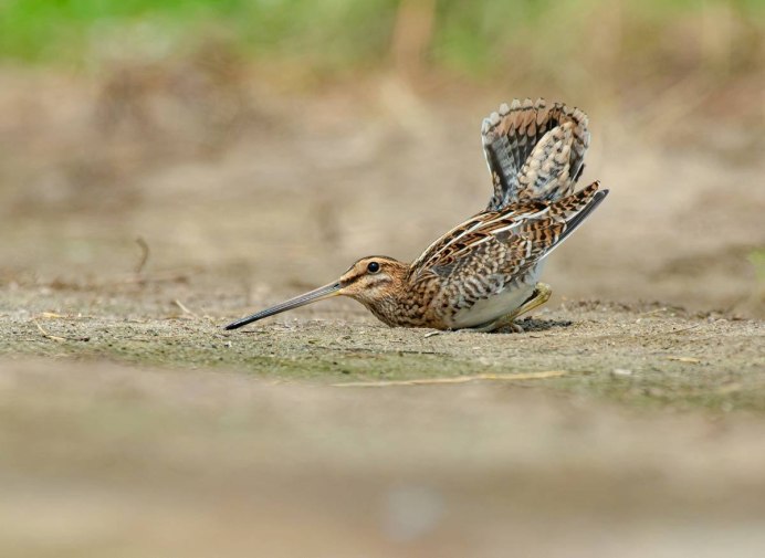 Болотная птица кроншнеп