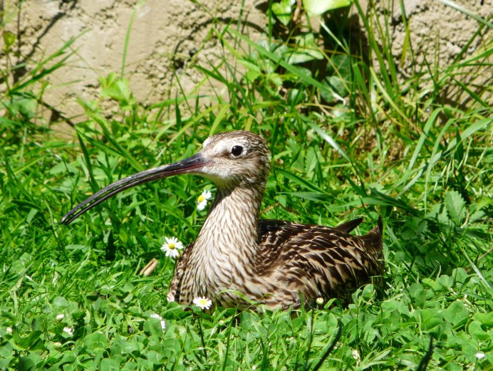 Большой кроншнеп - Numenius Arquata