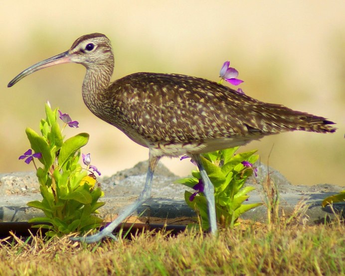 Кулик кроншнеп