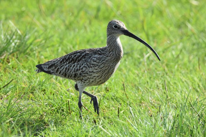 Сибирский кроншнеп-Малютка