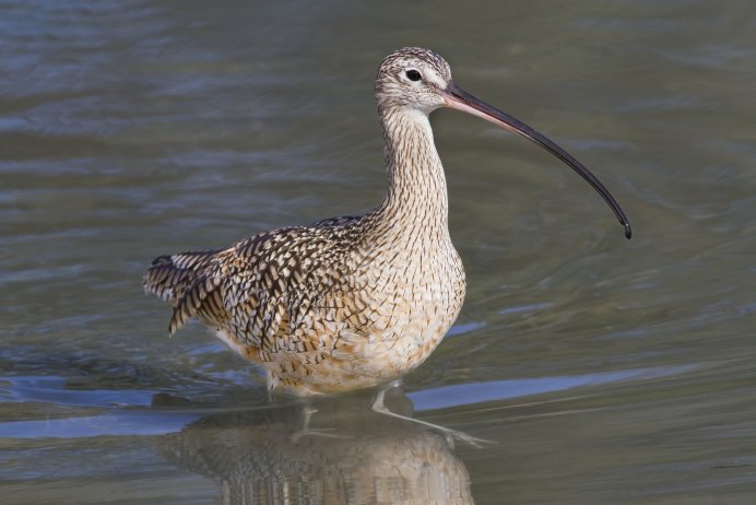 Кроншнеп Малютка птица