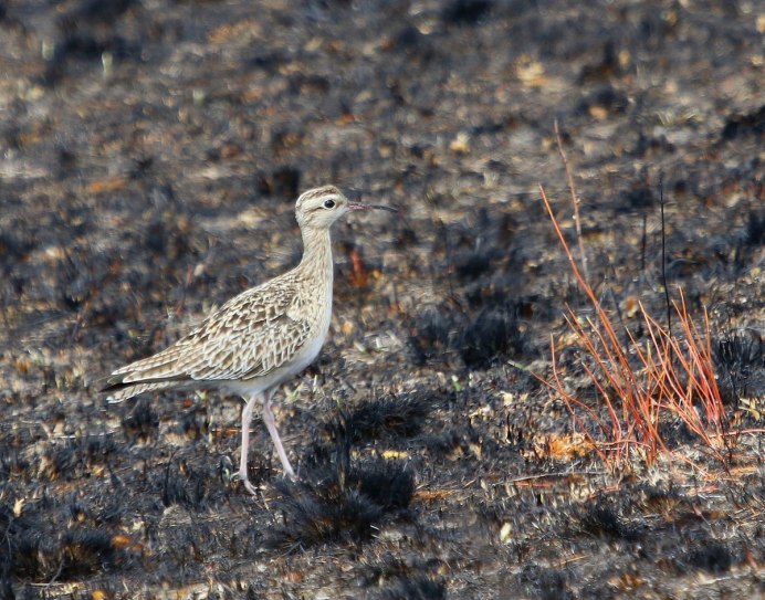 Кулик кроншнеп