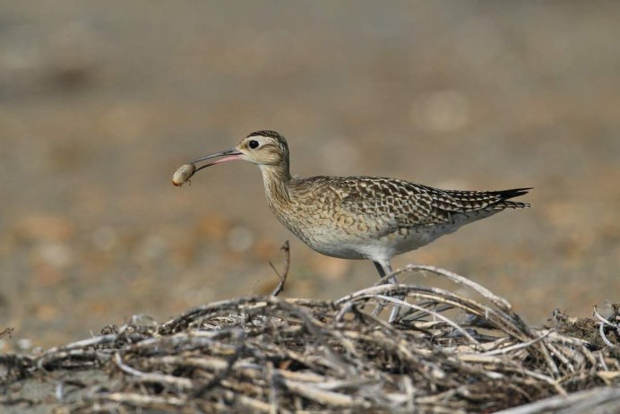 Эскимосский кроншнеп чучело