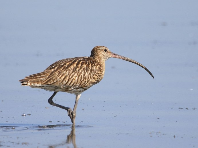 Эскимосский Кулик