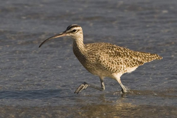 Дальневосточный кроншнеп Numenius madagascariensis