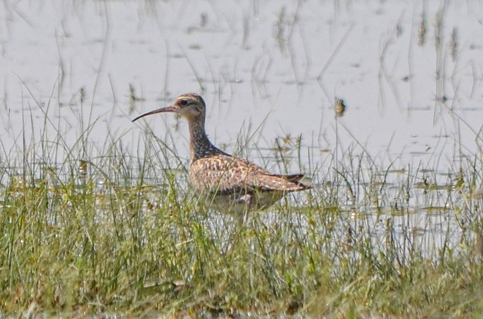 Большой кроншнеп