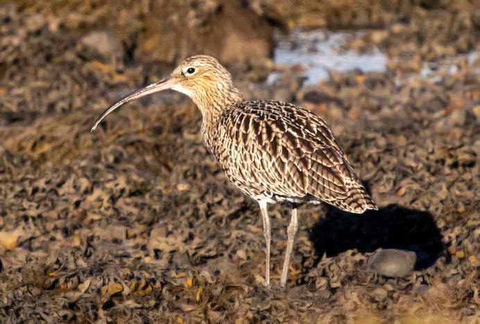 КРОНШПИЛЬ птица