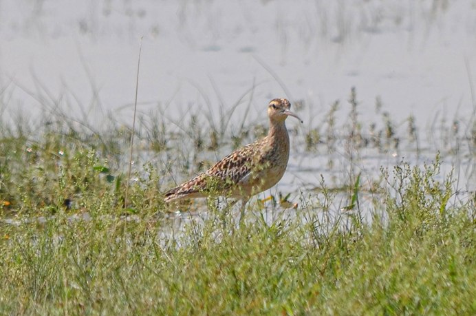 Евразийский кроншнеп