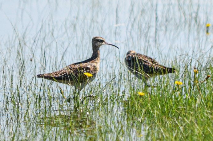 Вальдшнеп и кроншнеп