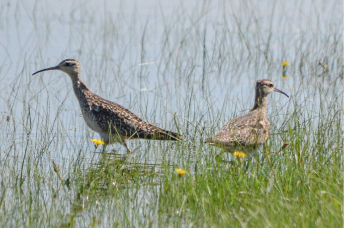 Бекас Кулик птица