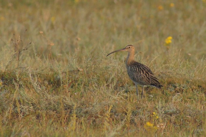 Сибирский кроншнеп-Малютка