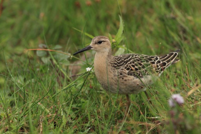 Гнездо кроншнепа-малютки