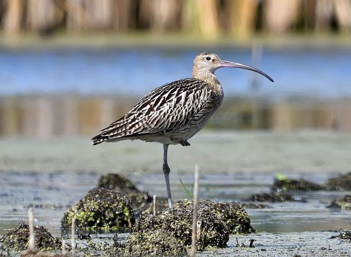 Эскимосский кроншнеп