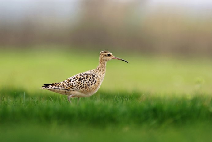 Сибирский кроншнеп-Малютка