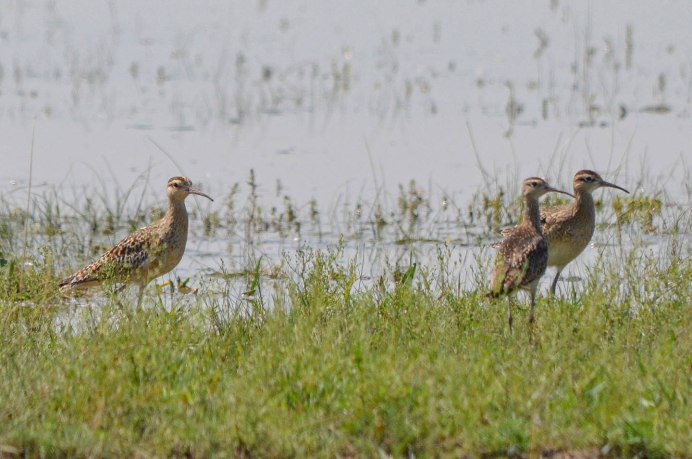 Эскимосский кроншнеп
