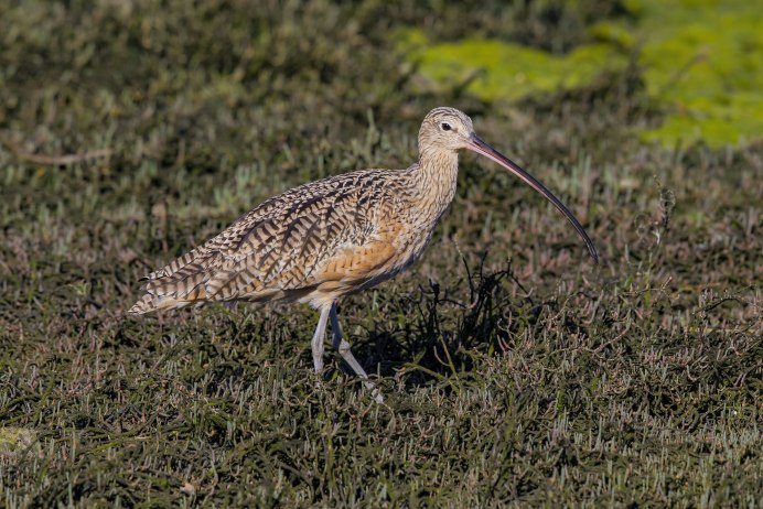 Большой кроншнеп в Невской губе финского залива