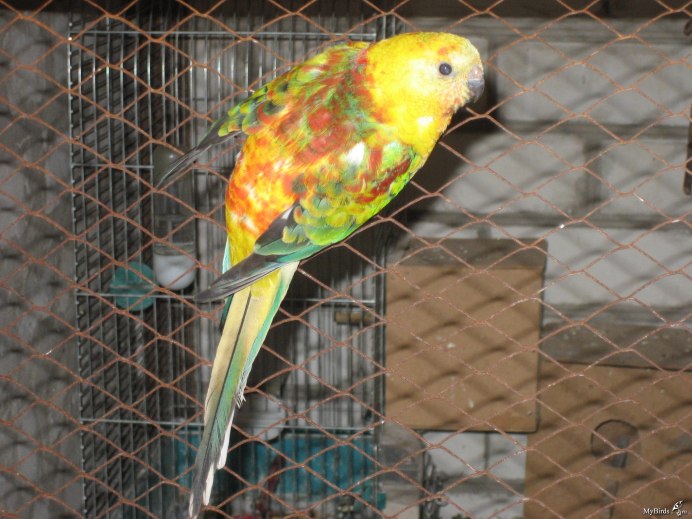 Австралийский певчий попугай