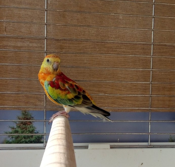 Гиацинтовый ара птенец