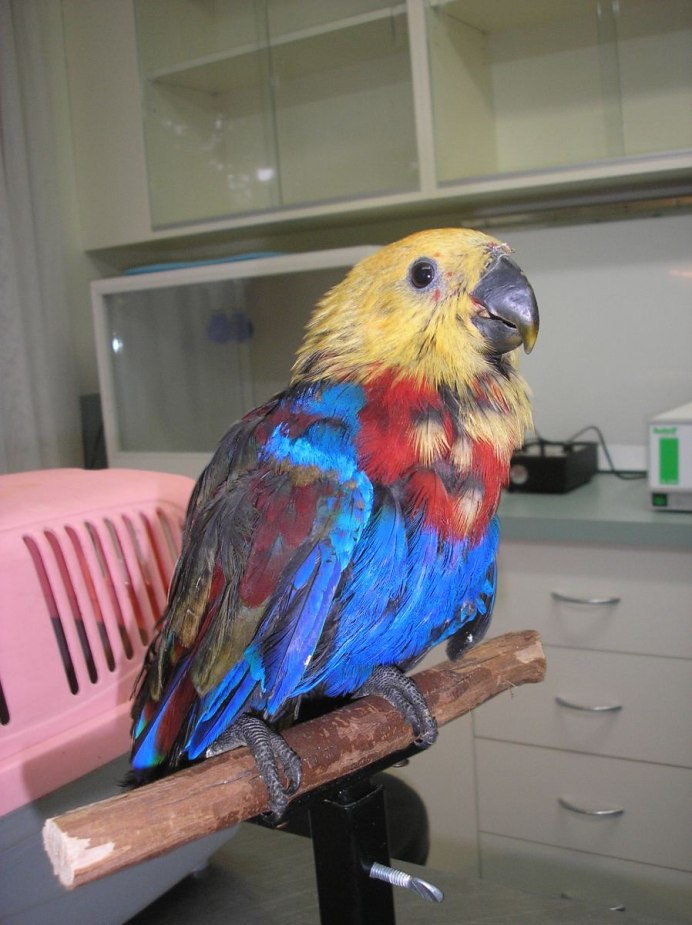 Голубая пенантовая Розелла