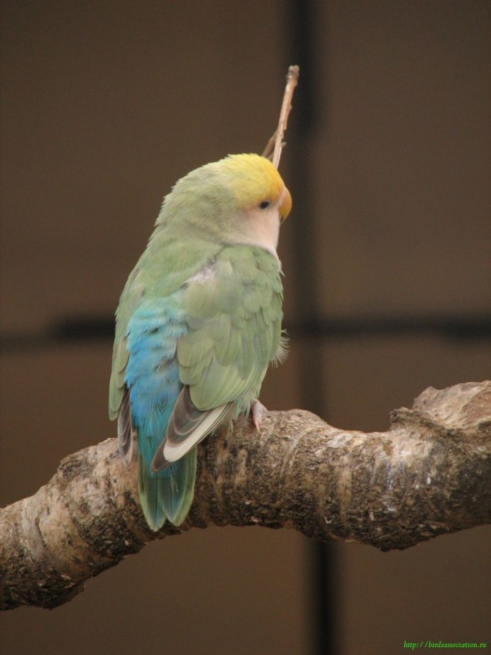 Brown-Hooded Parrot