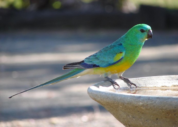 Классные попугаи