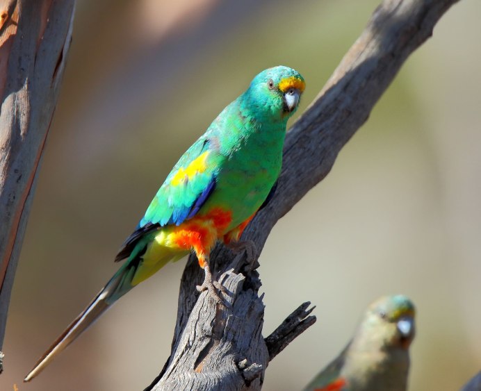 Австралийский певчий попугай