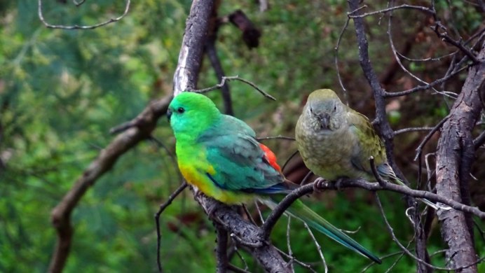 Австралийский певчий попугай