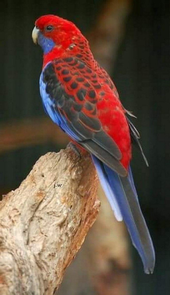 Ожереловый попугай