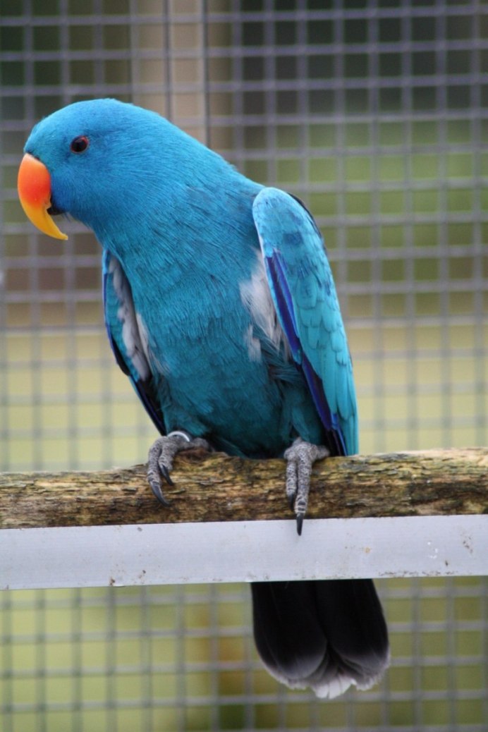 Певчий попугай