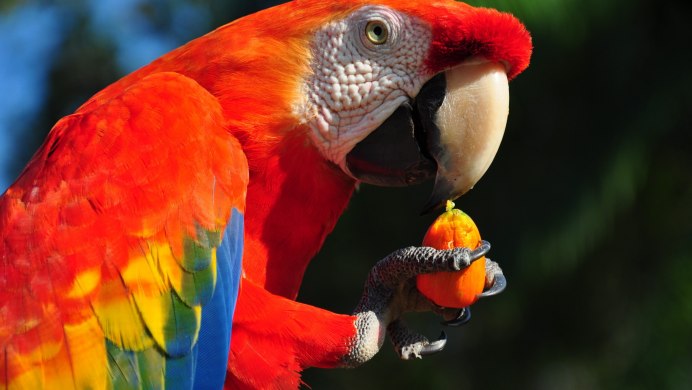 Попугай Macaw