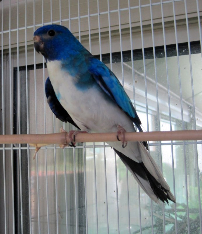 Попугай Розелла