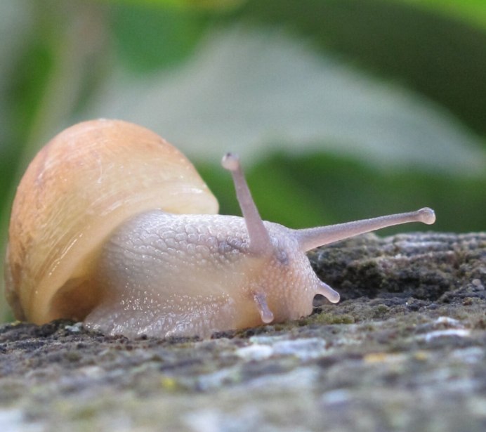 Маленькие белые улитки