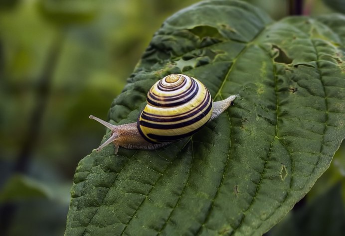 Маленькие улитки