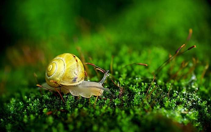 Улитка Джереми