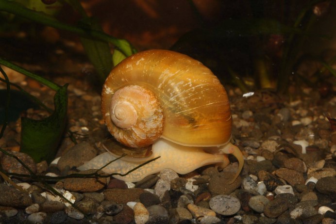 Гигантская ампулярия