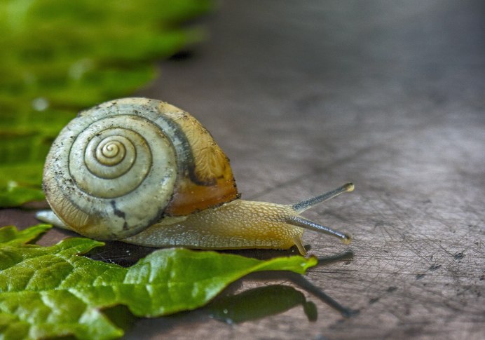 Строение улитки для детей