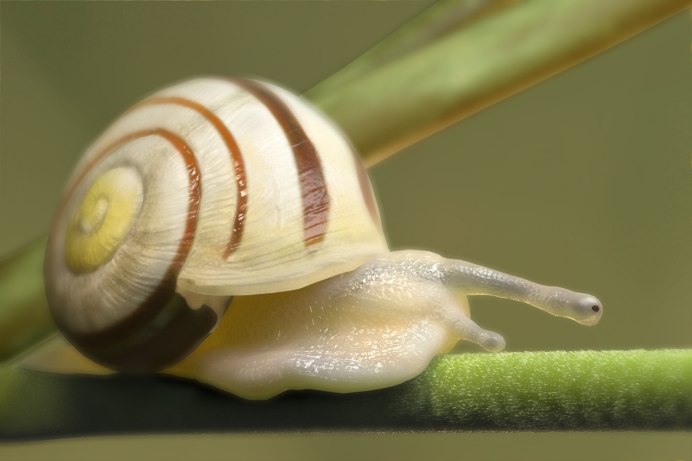 Улитка водорослеед